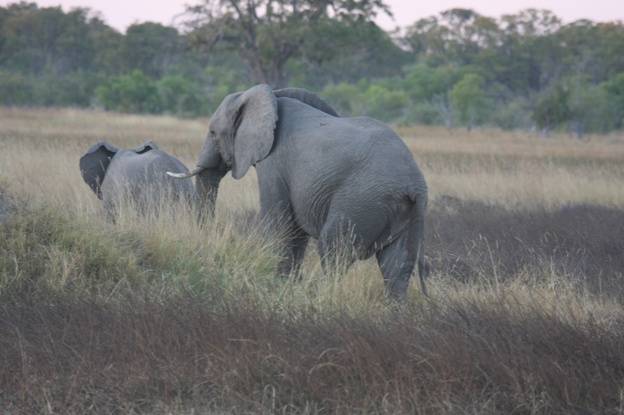 [20245] 2016_06_28_11_56_20_Africa_Canon_EOS_40D_IMG__10627.jpg