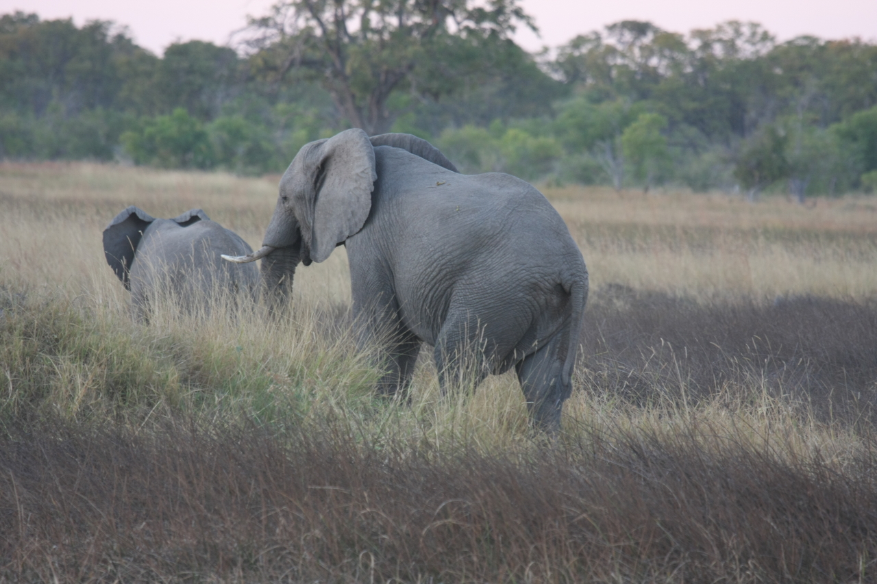 [20247] 2016_06_28_11_56_20_Africa_Canon_EOS_40D_IMG__10629.jpg