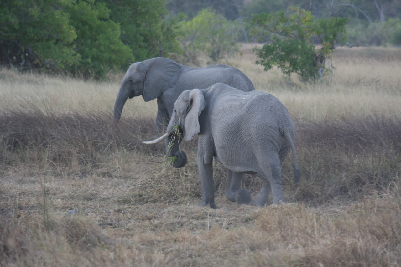 [20256] 2016_06_28_11_56_33_Africa_Canon_EOS_40D_IMG__10632.jpg