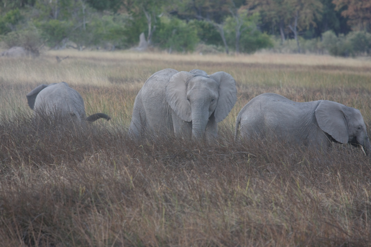 [20259] 2016_06_28_11_56_40_Africa_Canon_EOS_40D_IMG__00801.jpg