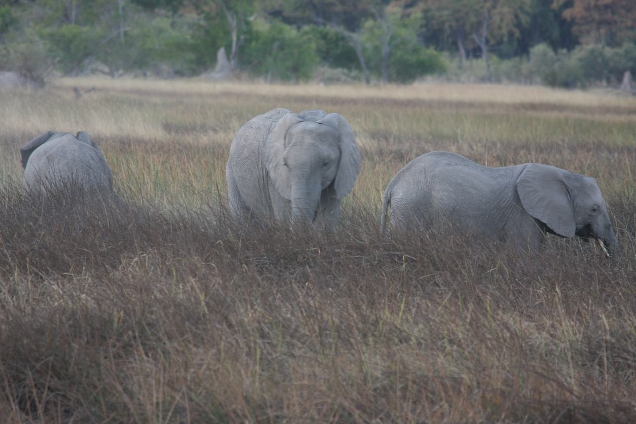 [20268] 2016_06_28_11_56_42_Africa_Canon_EOS_40D_IMG__10637.jpg