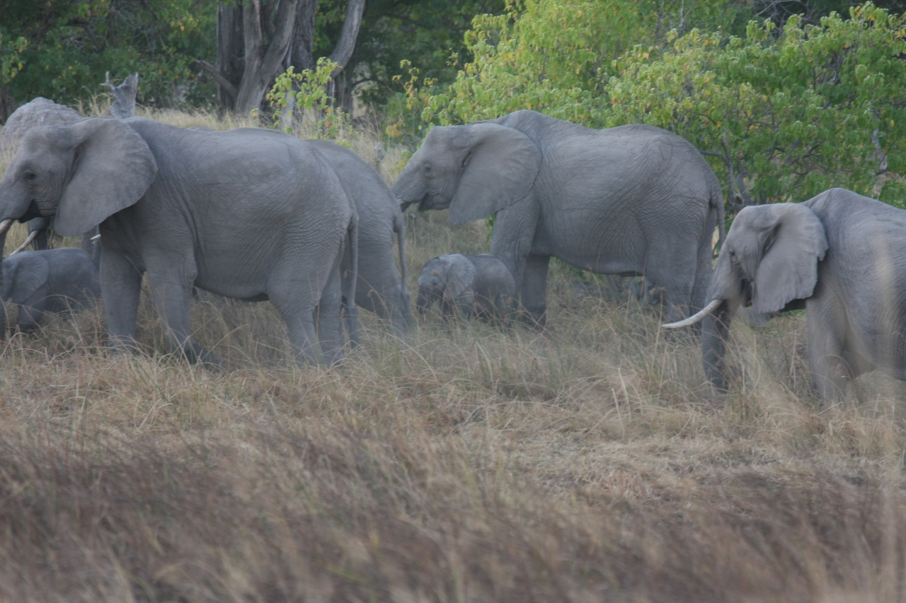[20273] 2016_06_28_11_57_04_Africa_Canon_EOS_40D_IMG__03192.jpg