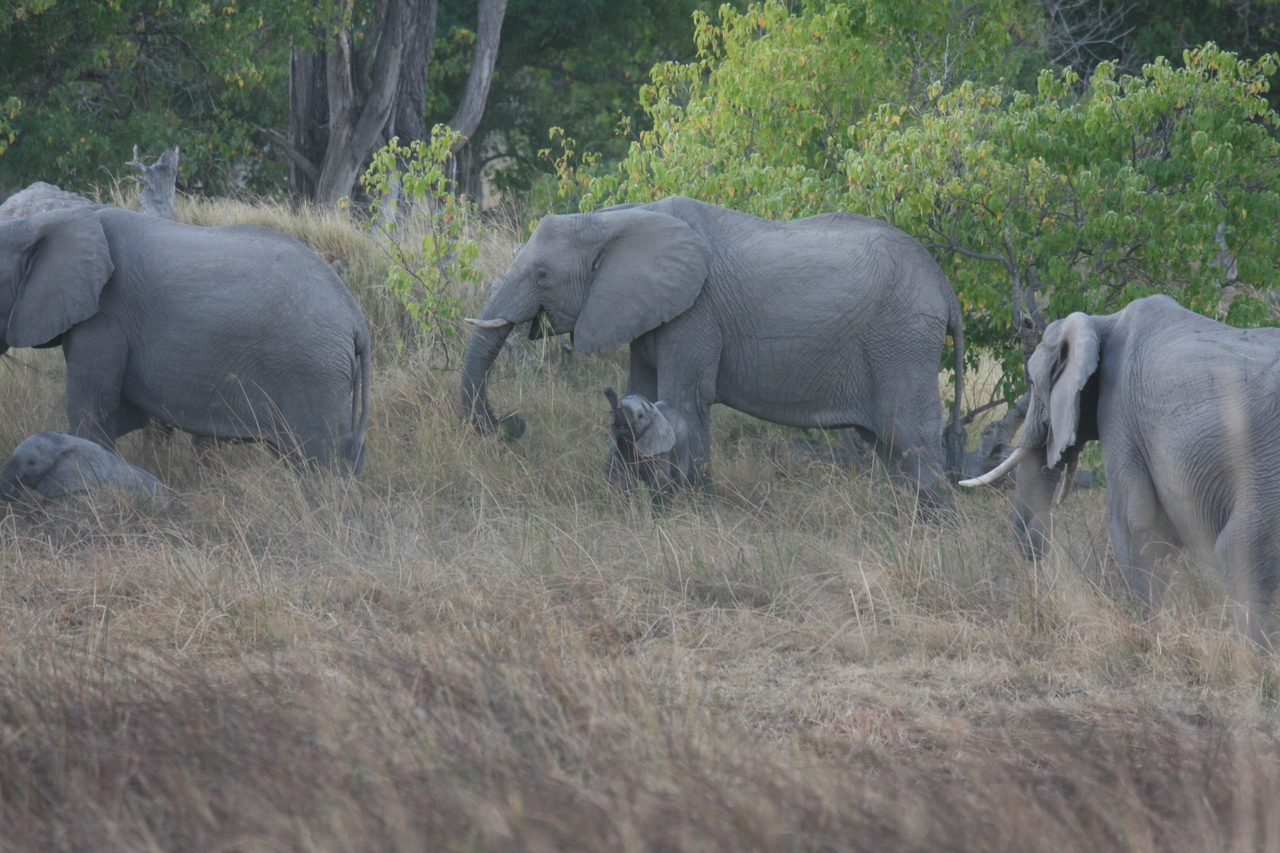 [20288] 2016_06_28_11_57_20_Africa_Canon_EOS_40D_IMG__00811.jpg