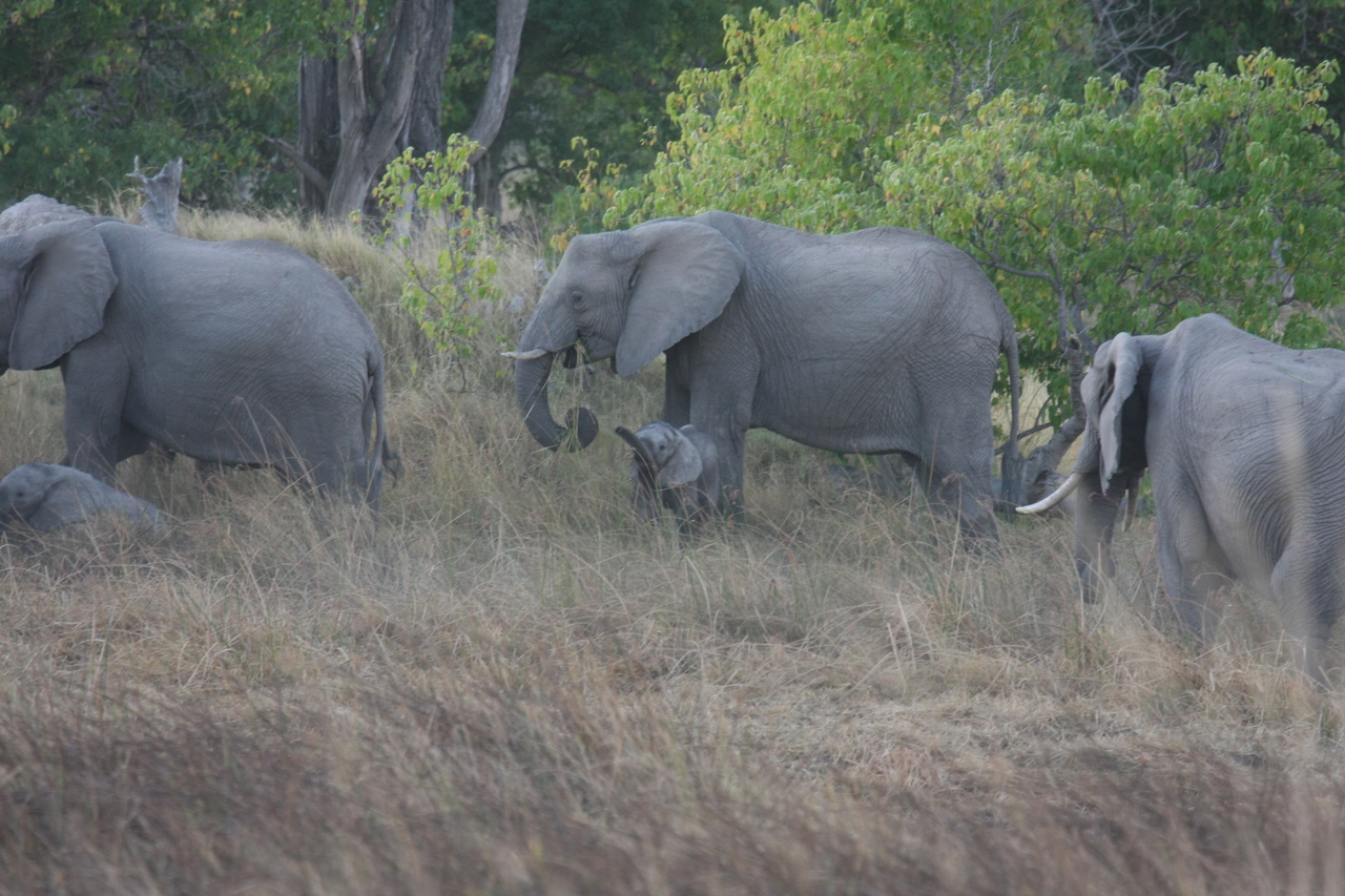 [20290] 2016_06_28_11_57_20_Africa_Canon_EOS_40D_IMG__03197.jpg