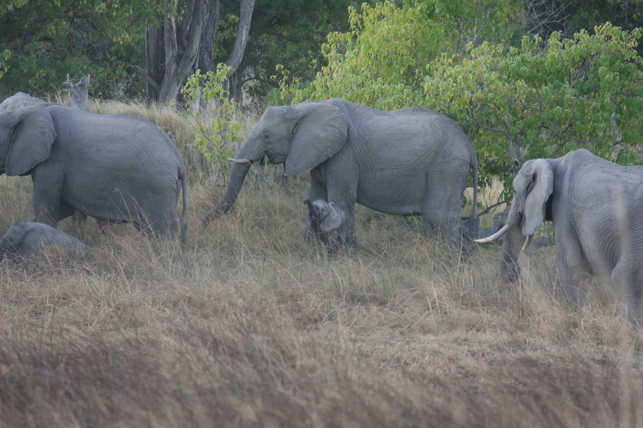 [20295] 2016_06_28_11_57_20_Africa_Canon_EOS_40D_IMG__10646.jpg
