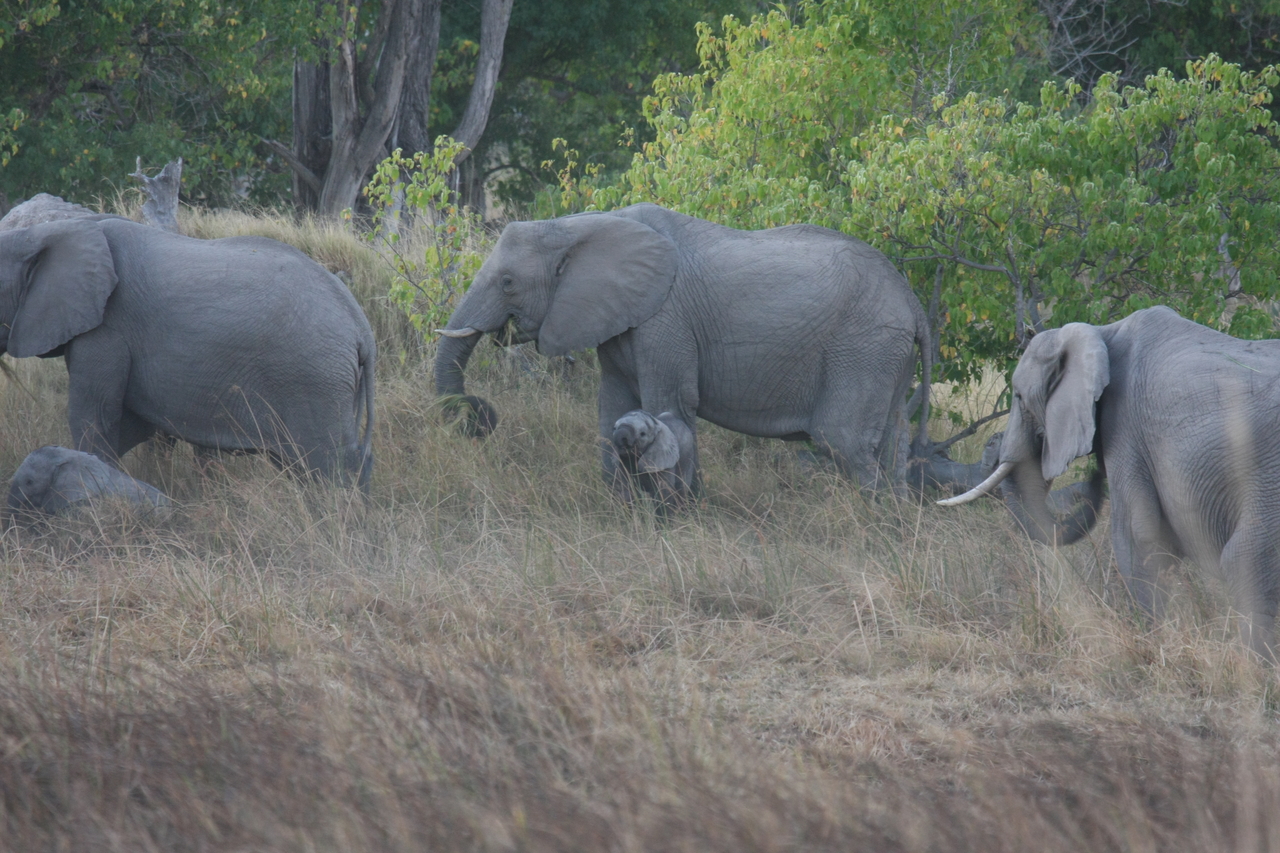 [20301] 2016_06_28_11_57_21_Africa_Canon_EOS_40D_IMG__03203.jpg
