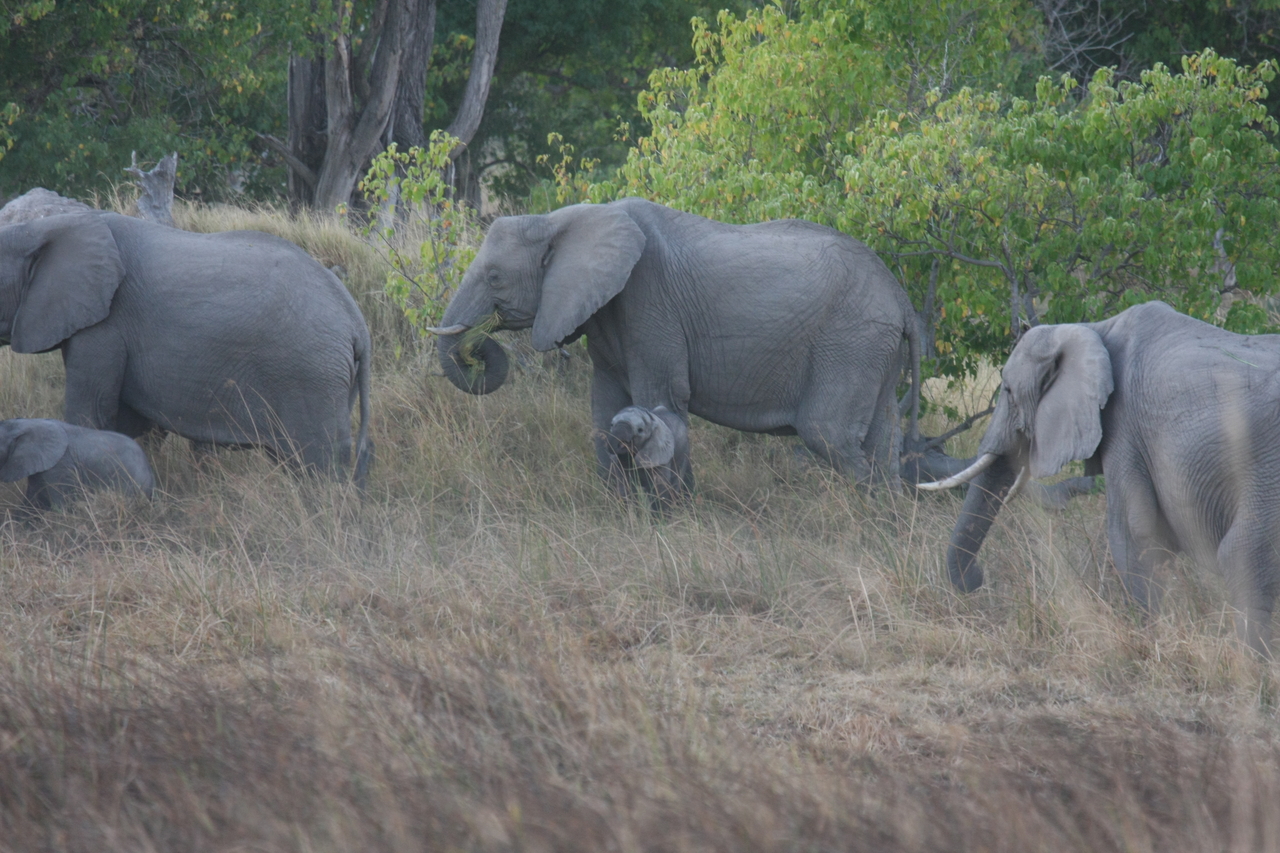 [20306] 2016_06_28_11_57_22_Africa_Canon_EOS_40D_IMG__03204.jpg