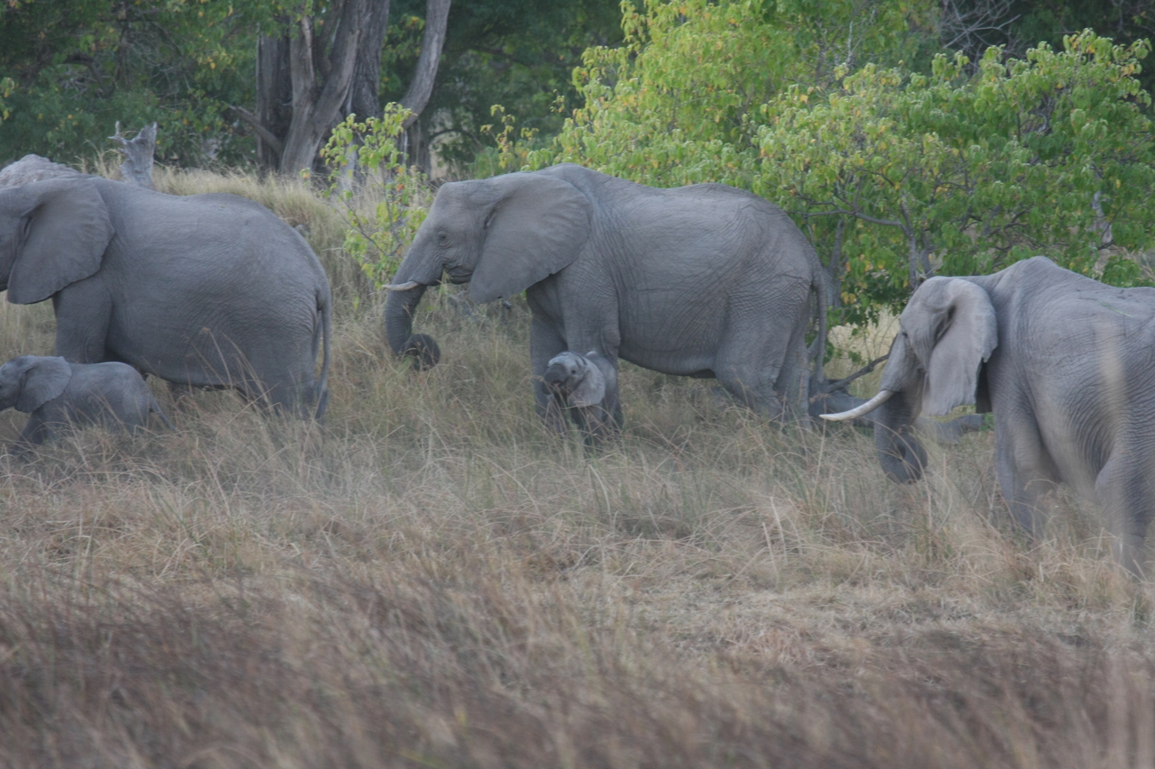 [20308] 2016_06_28_11_57_23_Africa_Canon_EOS_40D_IMG__00818.jpg