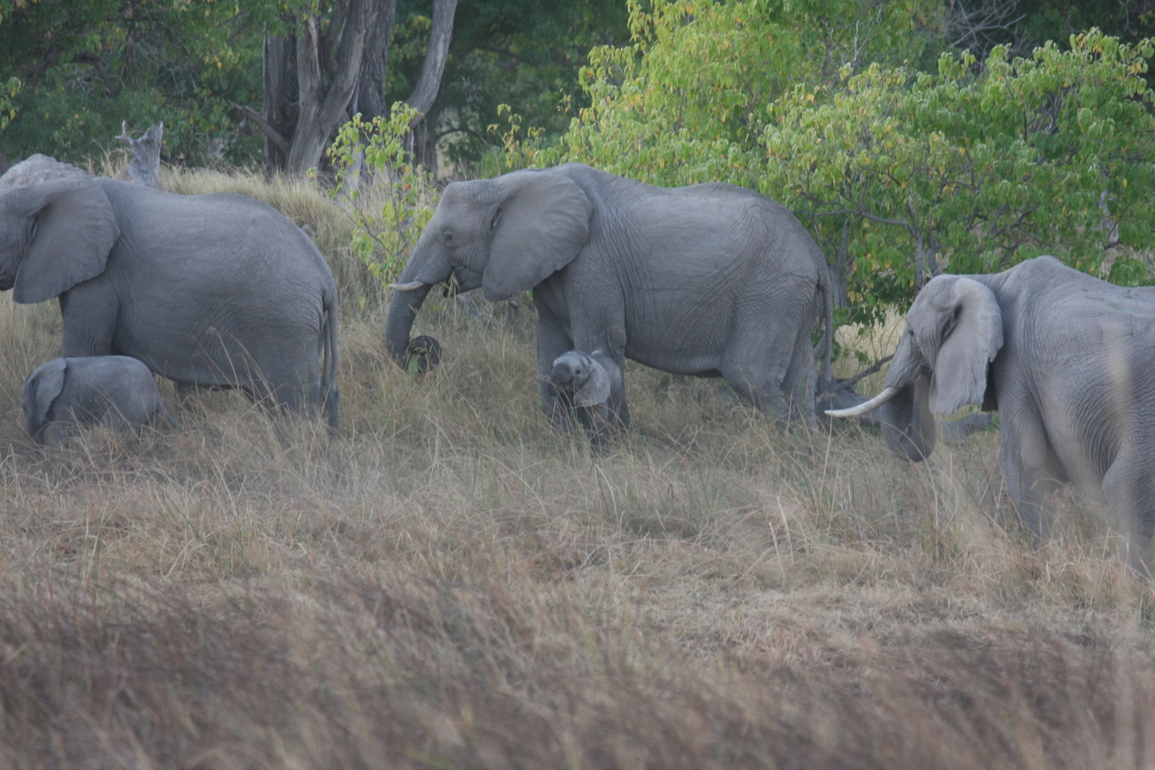 [20311] 2016_06_28_11_57_23_Africa_Canon_EOS_40D_IMG__03206.jpg