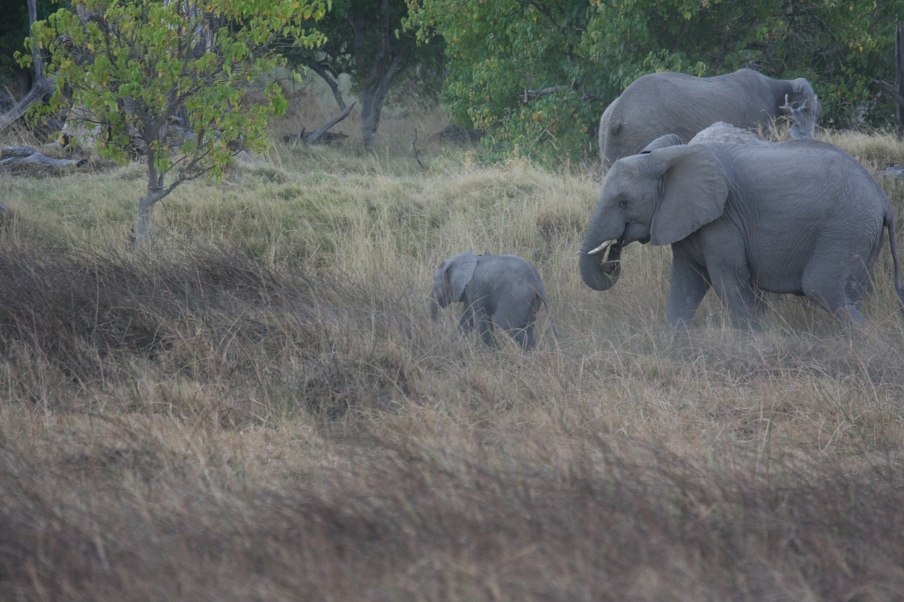 [20320] 2016_06_28_11_57_34_Africa_Canon_EOS_40D_IMG__10654.jpg