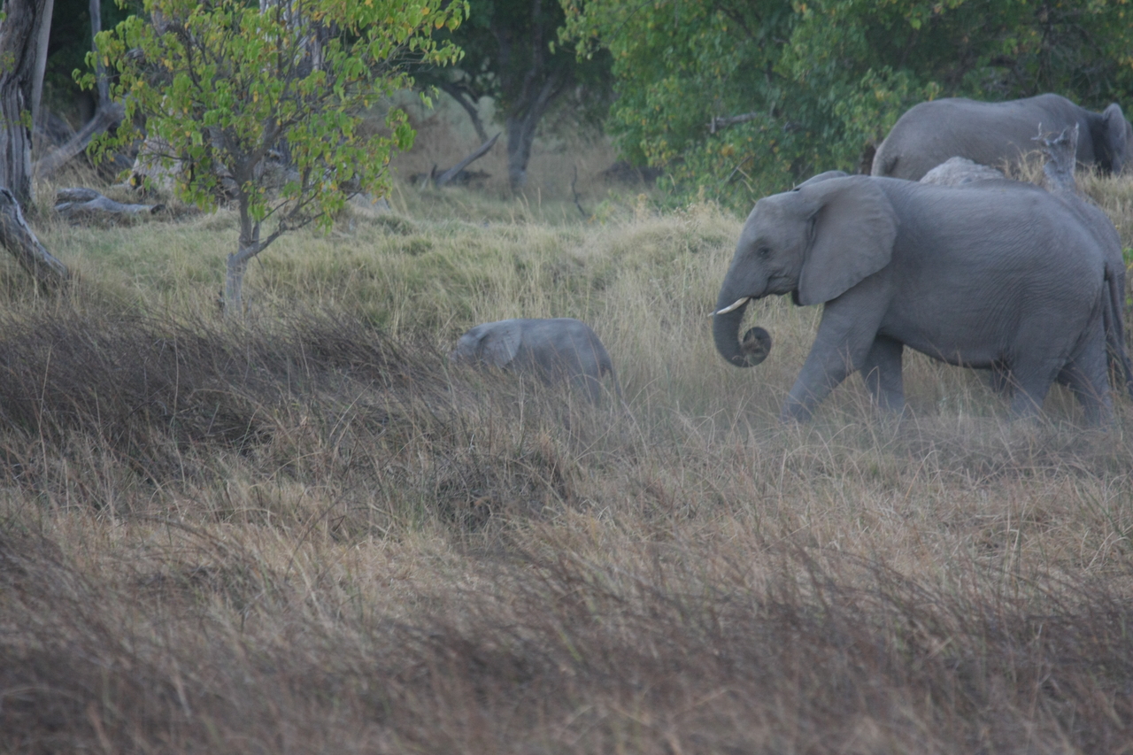 [20323] 2016_06_28_11_57_35_Africa_Canon_EOS_40D_IMG__00823.jpg