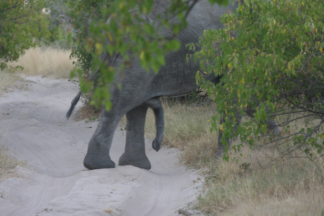[20339] 2016_06_28_12_00_26_Africa_Canon_EOS_40D_IMG__00830.jpg