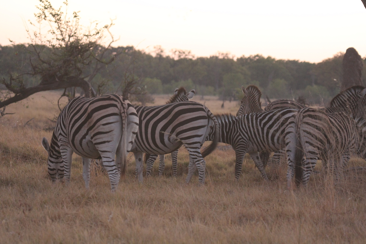 [20496] 2016_06_29_00_49_08_Africa_Canon_EOS_40D_IMG__00002.jpg