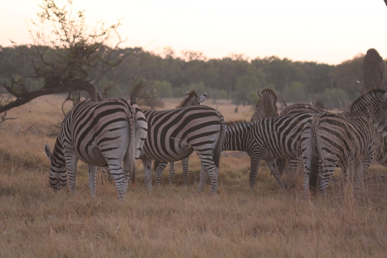 [20497] 2016_06_29_00_49_08_Africa_Canon_EOS_40D_IMG__03243.jpg