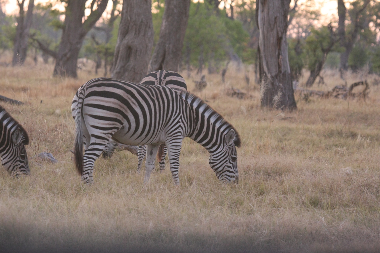 [20506] 2016_06_29_00_49_23_Africa_Canon_EOS_40D_IMG__10913.jpg