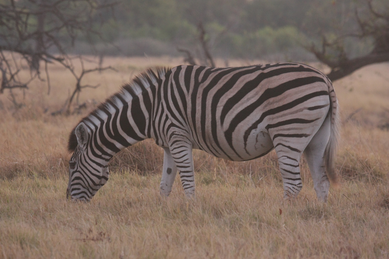 [20510] 2016_06_29_00_49_40_Africa_Canon_EOS_40D_IMG__00430.jpg