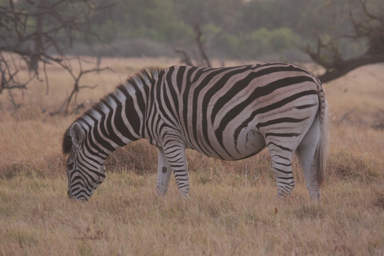 [20511] 2016_06_29_00_49_40_Africa_Canon_EOS_40D_IMG__00441.jpg