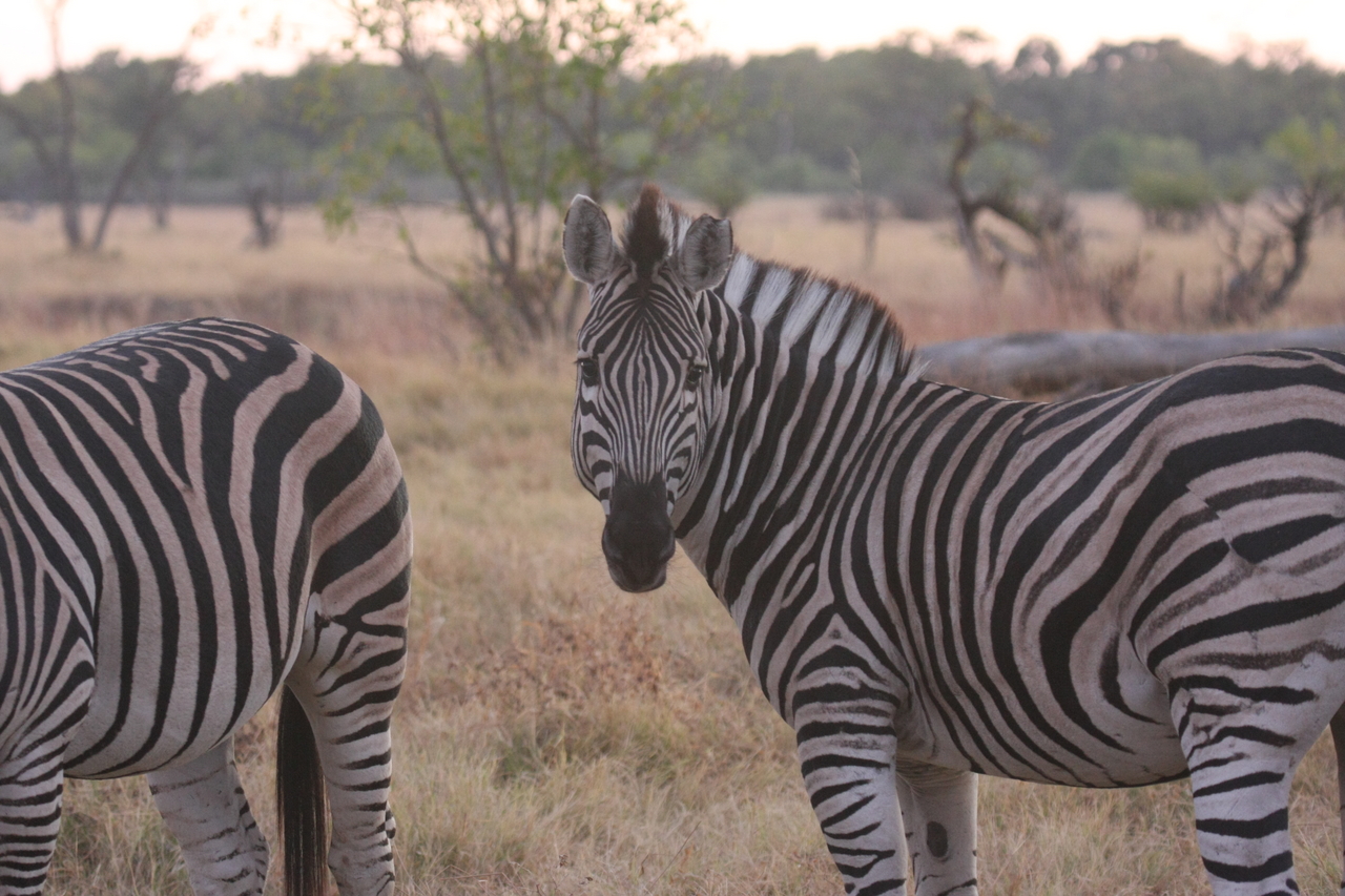 [20516] 2016_06_29_00_50_10_Africa_Canon_EOS_40D_IMG__00452.jpg