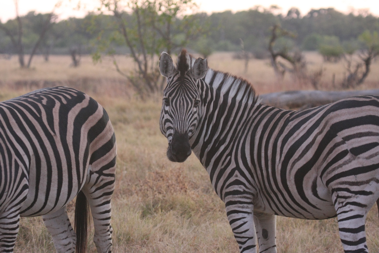 [20521] 2016_06_29_00_50_10_Africa_Canon_EOS_40D_IMG__11152.jpg