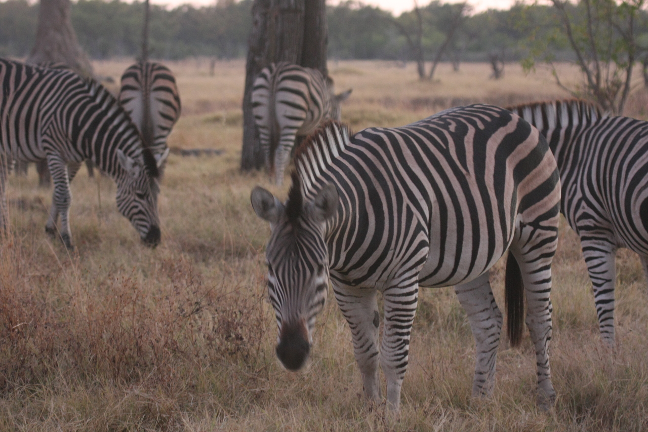 [20523] 2016_06_29_00_50_19_Africa_Canon_EOS_40D_IMG__00474.jpg