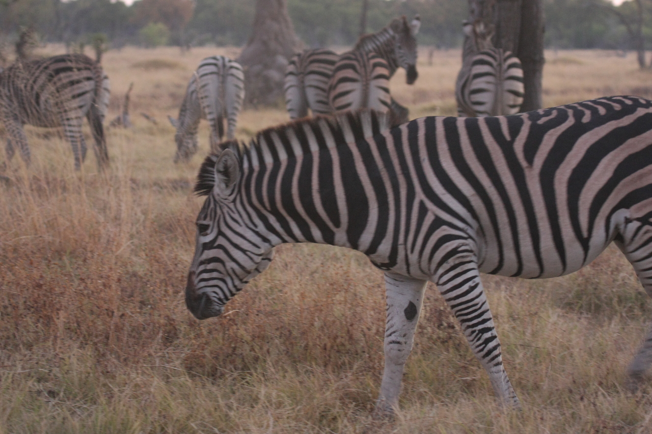 [20531] 2016_06_29_00_50_41_Africa_Canon_EOS_40D_IMG__03267.jpg