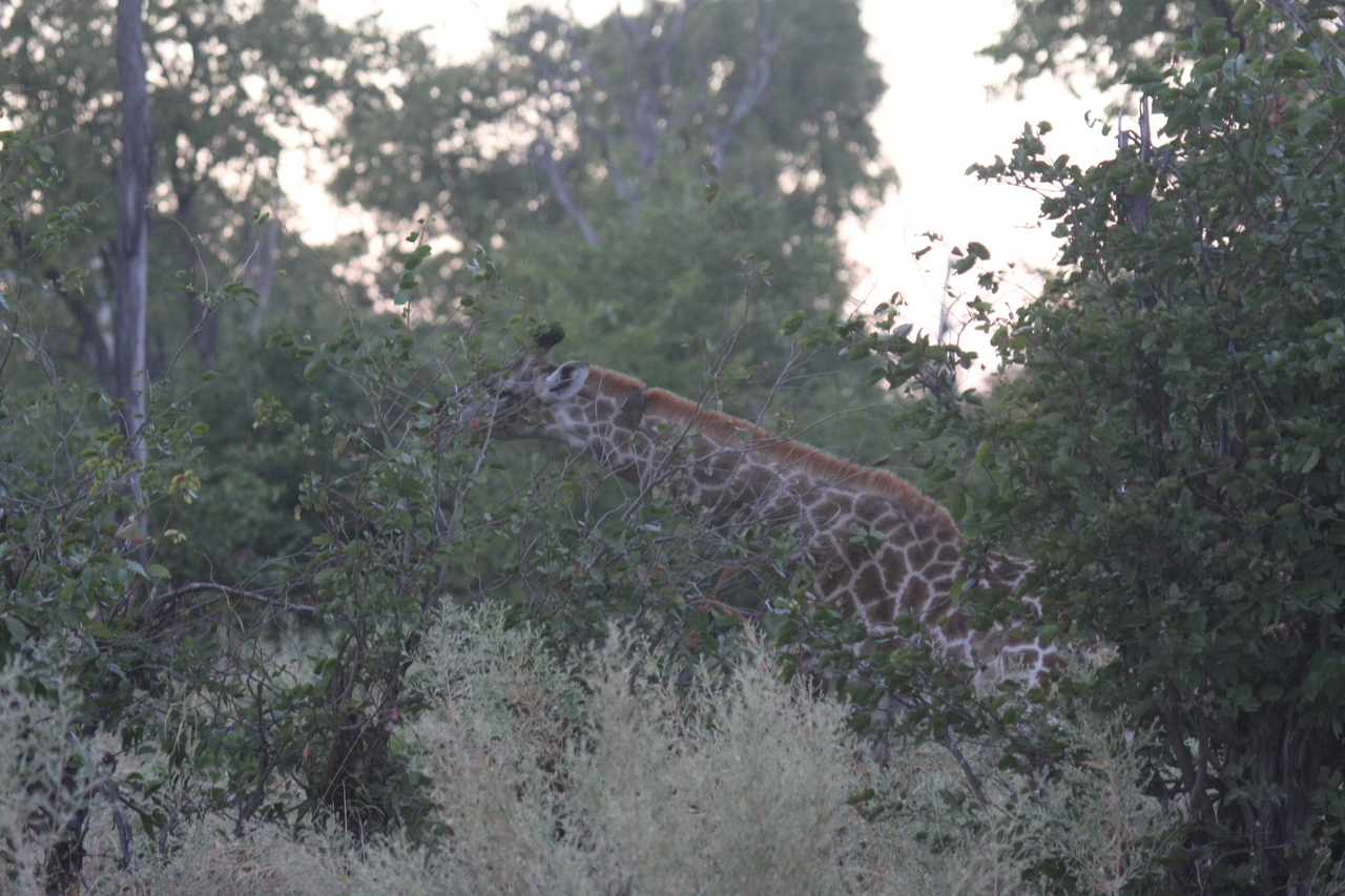 [20540] 2016_06_29_00_56_02_Africa_Canon_EOS_40D_IMG__03300.jpg