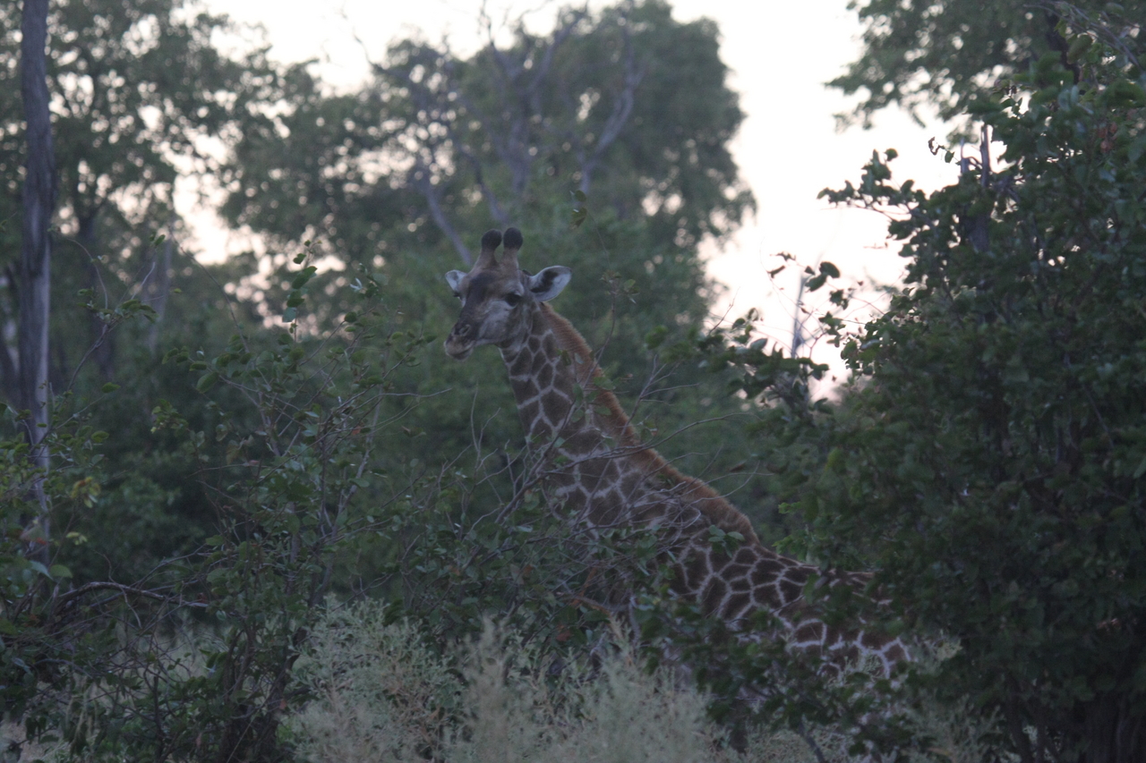 [20549] 2016_06_29_00_56_09_Africa_Canon_EOS_40D_IMG__10758.jpg