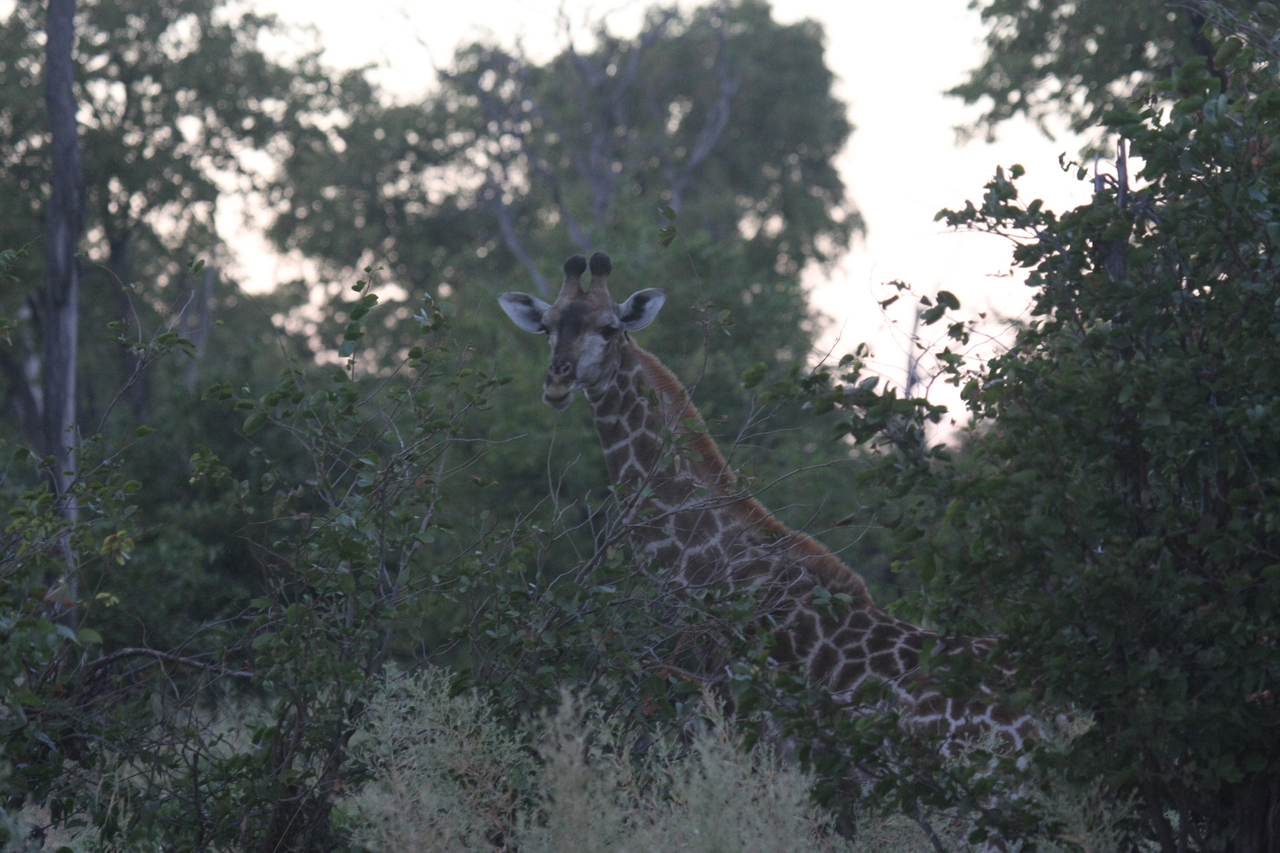 [20550] 2016_06_29_00_56_09_Africa_Canon_EOS_40D_IMG__10769.jpg