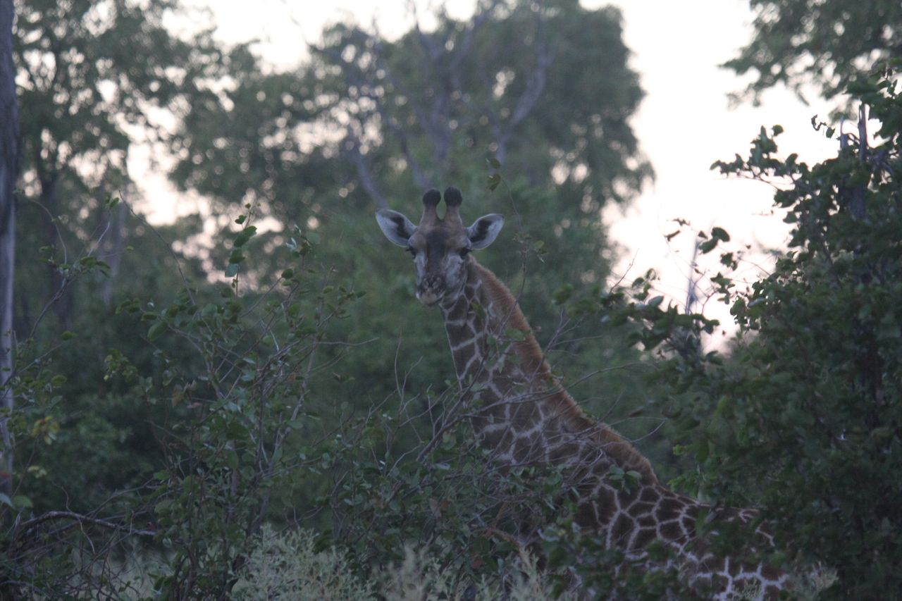 [20568] 2016_06_29_00_56_13_Africa_Canon_EOS_40D_IMG__10836.jpg