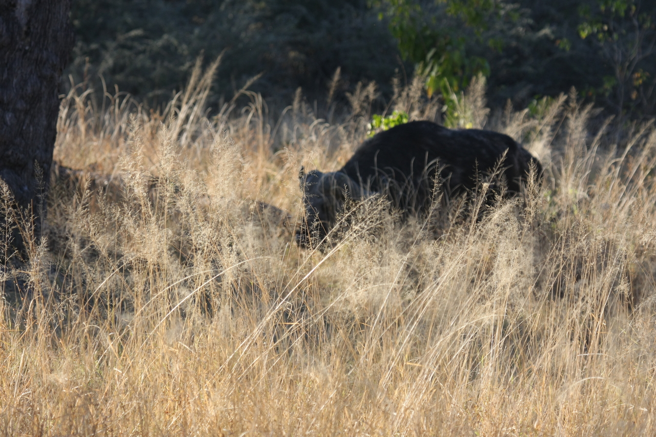 [20582] 2016_06_29_02_02_00_Africa_Canon_EOS_40D_IMG__00213.jpg