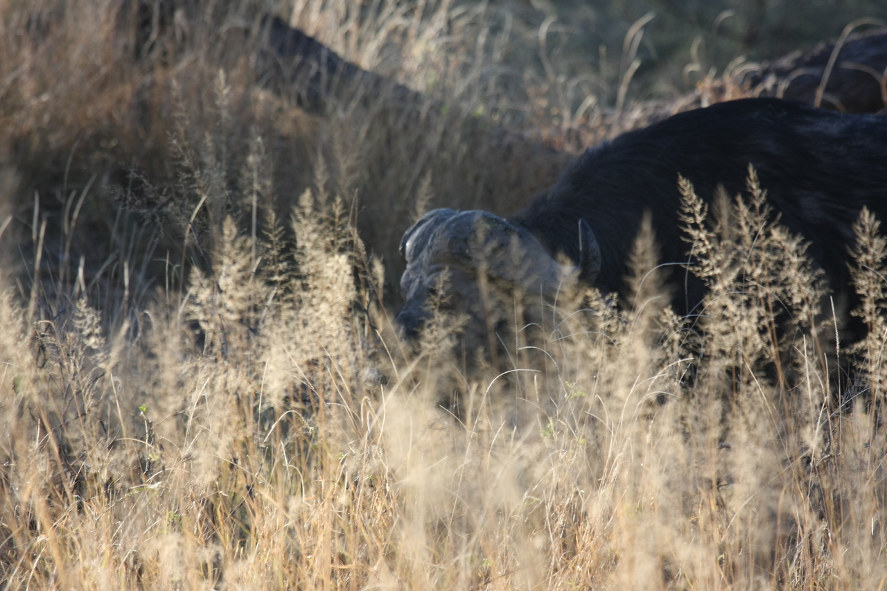 [20589] 2016_06_29_02_02_11_Africa_Canon_EOS_40D_IMG__10914.jpg