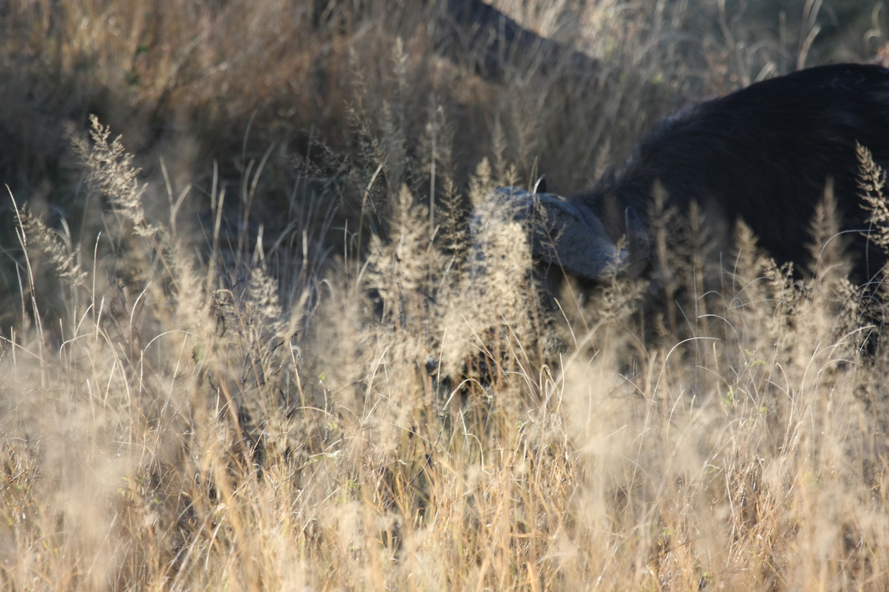 [20590] 2016_06_29_02_02_11_Africa_Canon_EOS_40D_IMG__10925.jpg