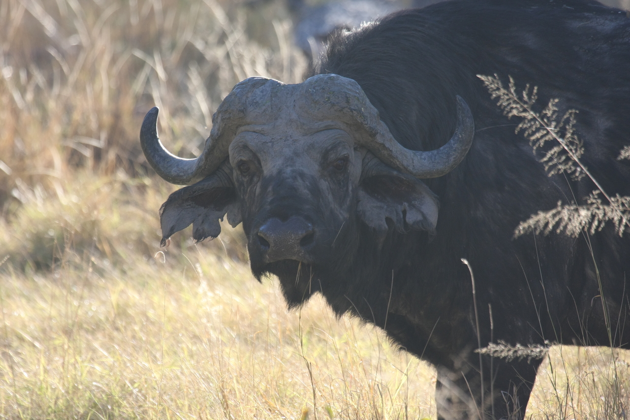 [20597] 2016_06_29_02_04_03_Africa_Canon_EOS_40D_IMG__10936.jpg