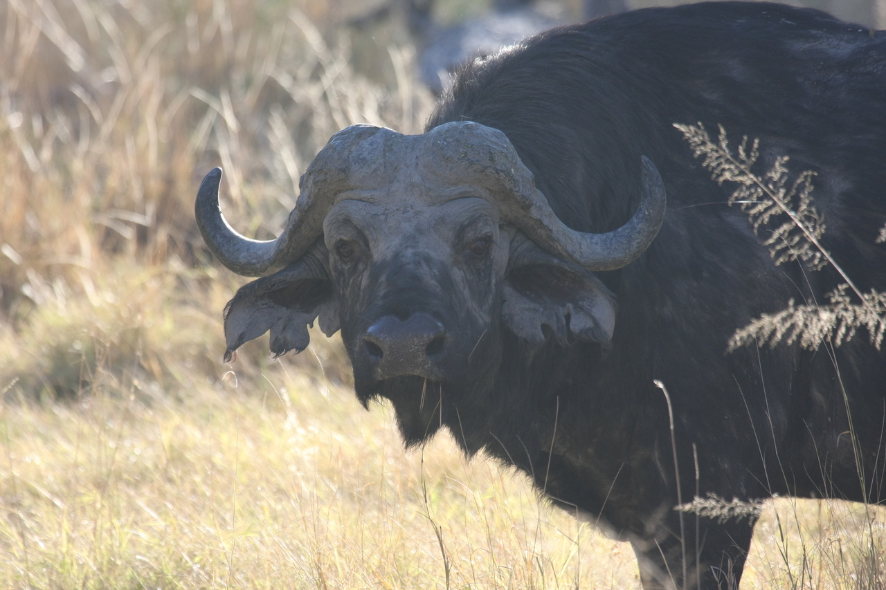 [20599] 2016_06_29_02_04_03_Africa_Canon_EOS_40D_IMG__10958.jpg