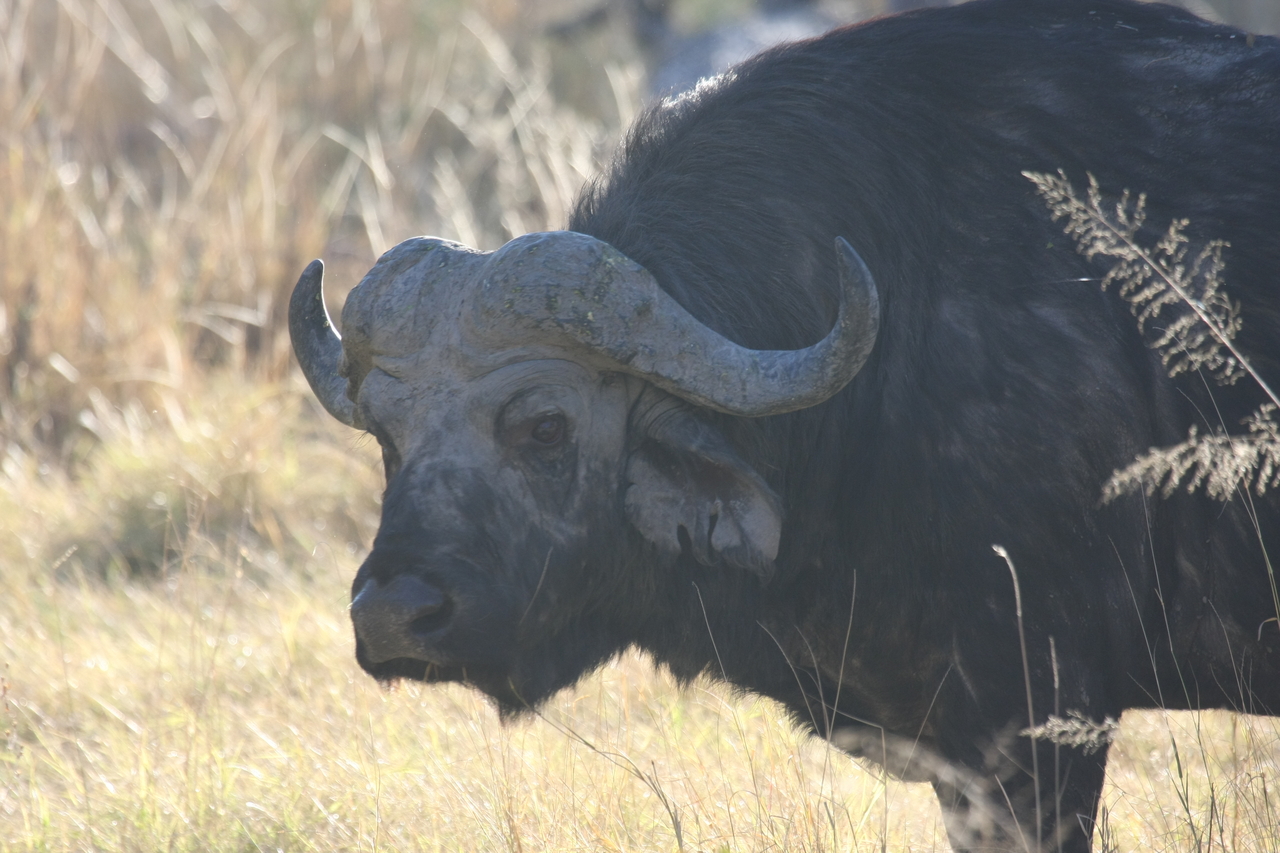 [20600] 2016_06_29_02_04_06_Africa_Canon_EOS_40D_IMG__00280.jpg