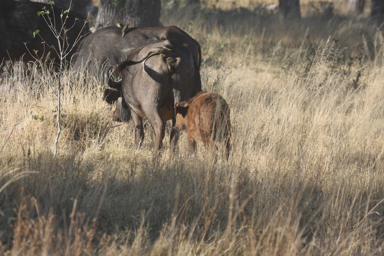 [20605] 2016_06_29_02_16_05_Africa_Canon_EOS_40D_IMG__10980.jpg