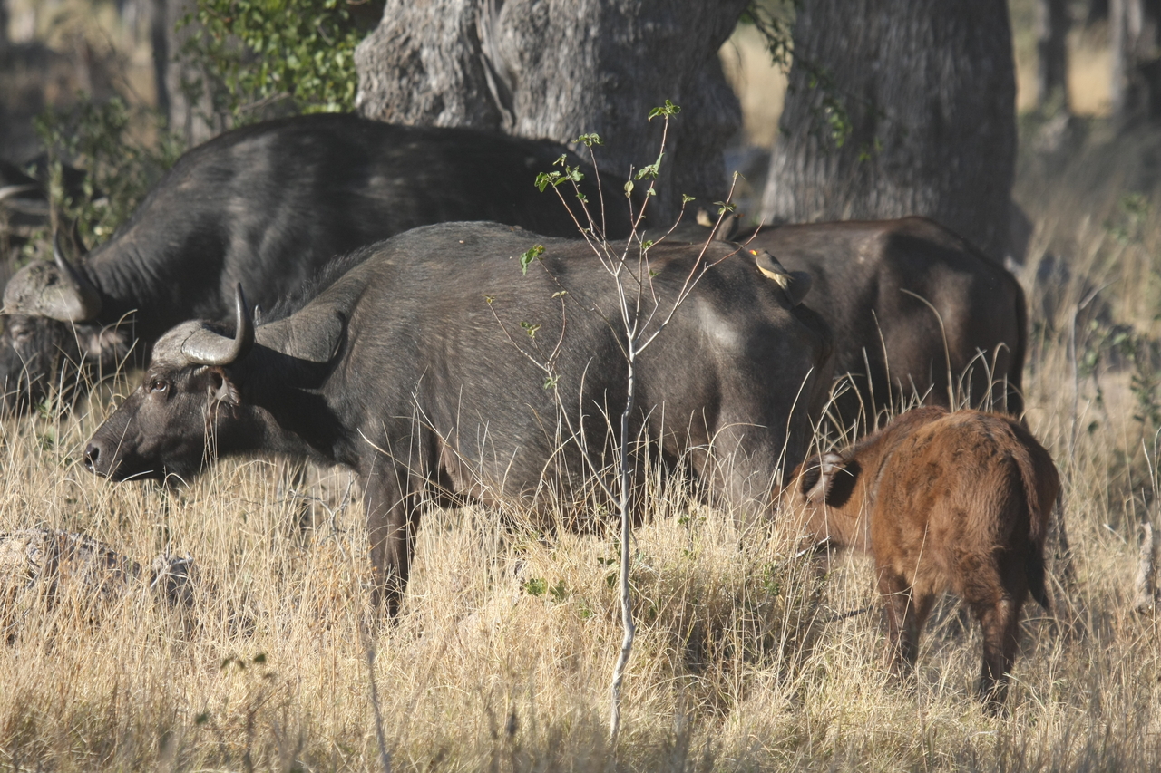 [20607] 2016_06_29_02_16_10_Africa_Canon_EOS_40D_IMG__03544.jpg