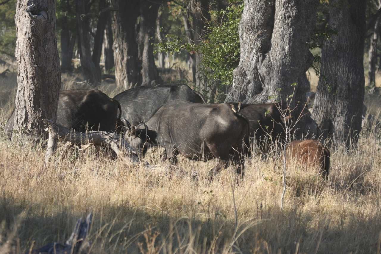 [20609] 2016_06_29_02_16_14_Africa_Canon_EOS_40D_IMG__00313.jpg