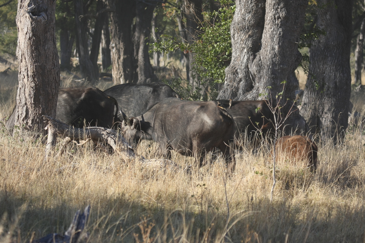 [20614] 2016_06_29_02_16_14_Africa_Canon_EOS_40D_IMG__11013.jpg