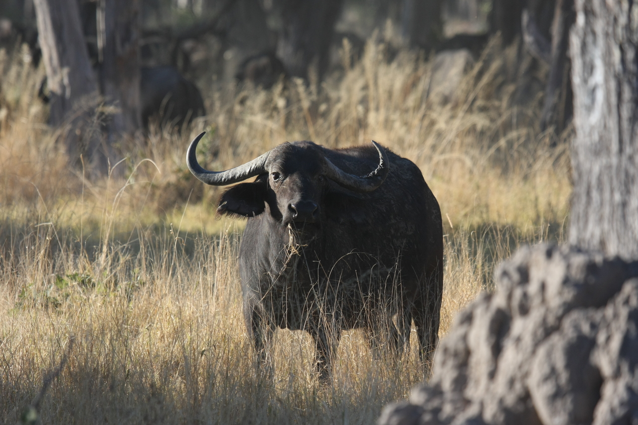 [20616] 2016_06_29_02_16_20_Africa_Canon_EOS_40D_IMG__00347.jpg