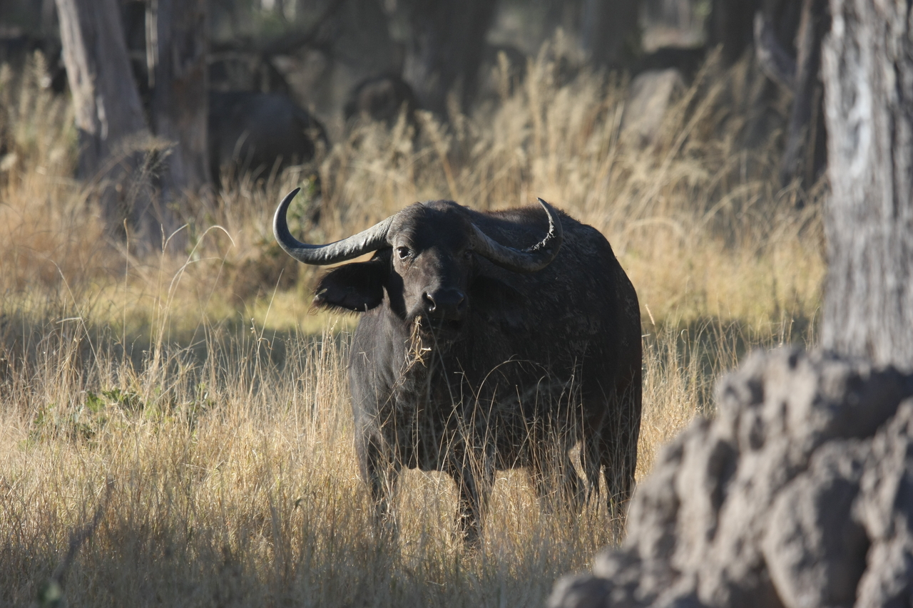 [20621] 2016_06_29_02_16_20_Africa_Canon_EOS_40D_IMG__11025.jpg