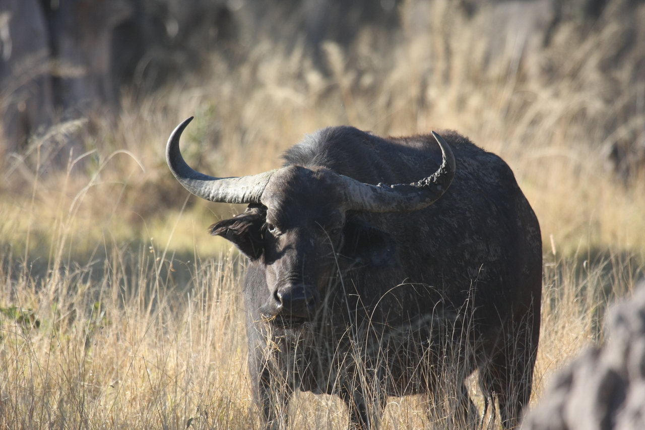 [20624] 2016_06_29_02_16_26_Africa_Canon_EOS_40D_IMG__00369.jpg