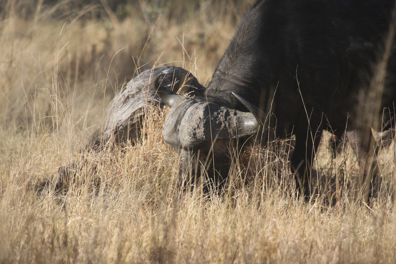 [20627] 2016_06_29_02_16_46_Africa_Canon_EOS_40D_IMG__00380.jpg