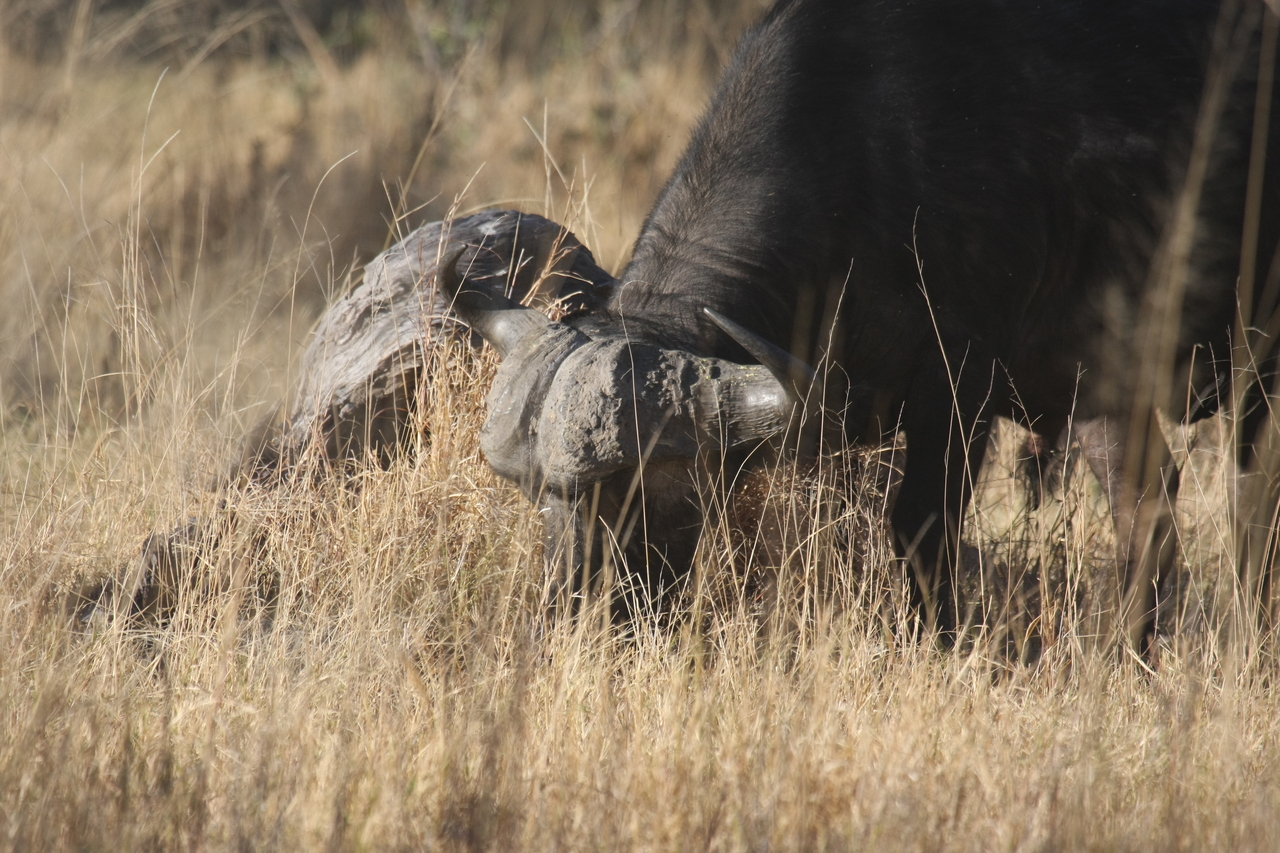 [20632] 2016_06_29_02_16_46_Africa_Canon_EOS_40D_IMG__11080.jpg