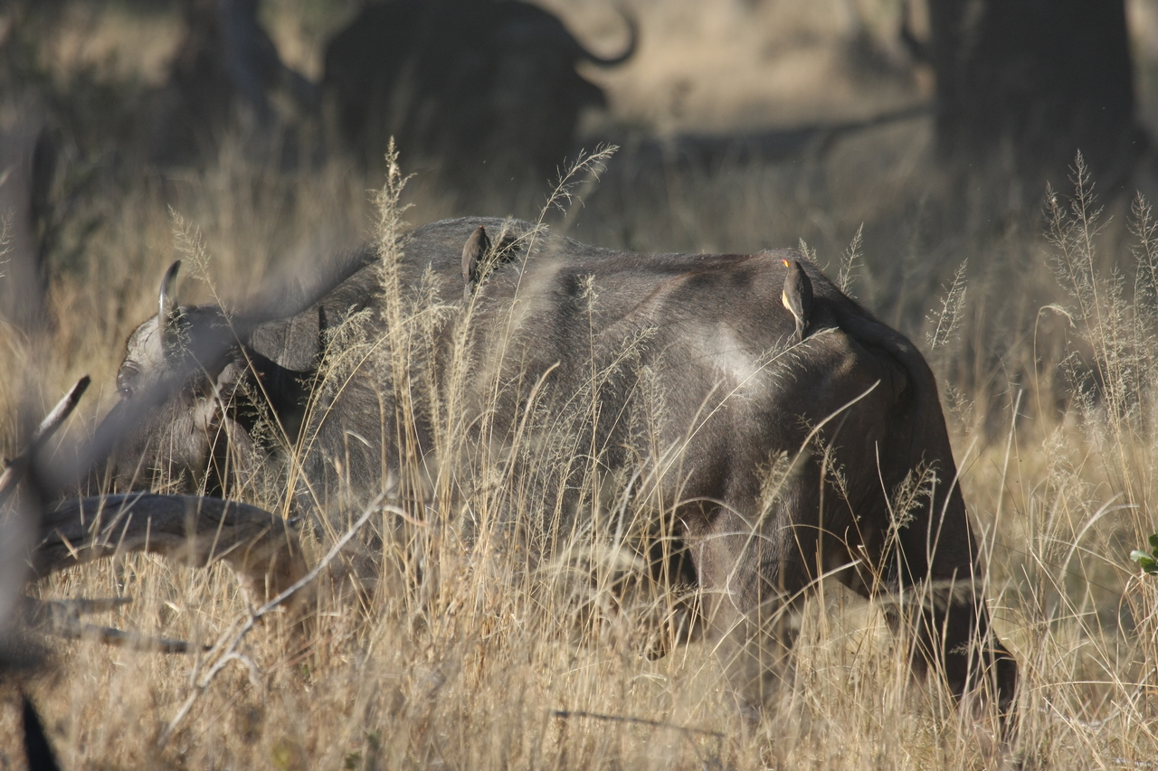 [20635] 2016_06_29_02_16_55_Africa_Canon_EOS_40D_IMG__00424.jpg