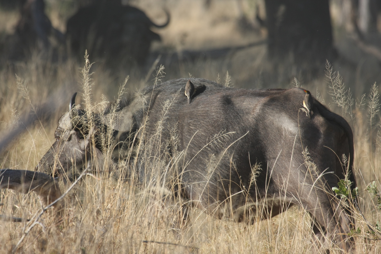 [20639] 2016_06_29_02_16_55_Africa_Canon_EOS_40D_IMG__11091.jpg
