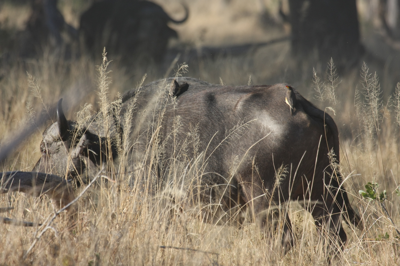 [20640] 2016_06_29_02_16_55_Africa_Canon_EOS_40D_IMG__11102.jpg