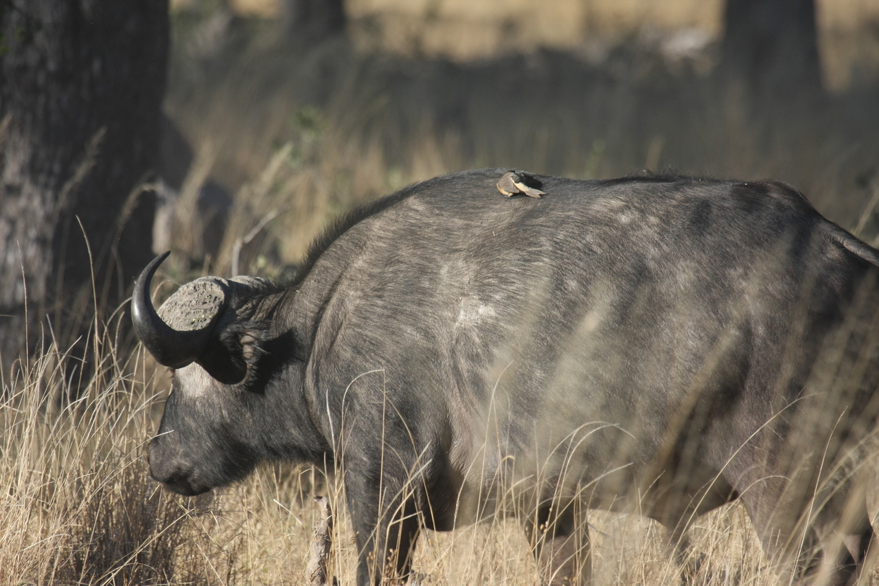 [20642] 2016_06_29_02_17_01_Africa_Canon_EOS_40D_IMG__00429.jpg