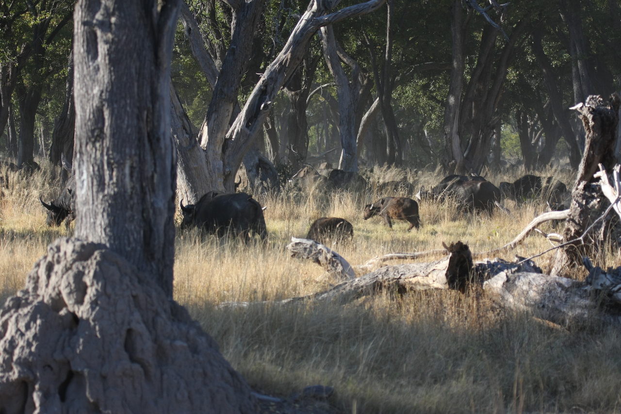 [20648] 2016_06_29_02_17_20_Africa_Canon_EOS_40D_IMG__00432.jpg