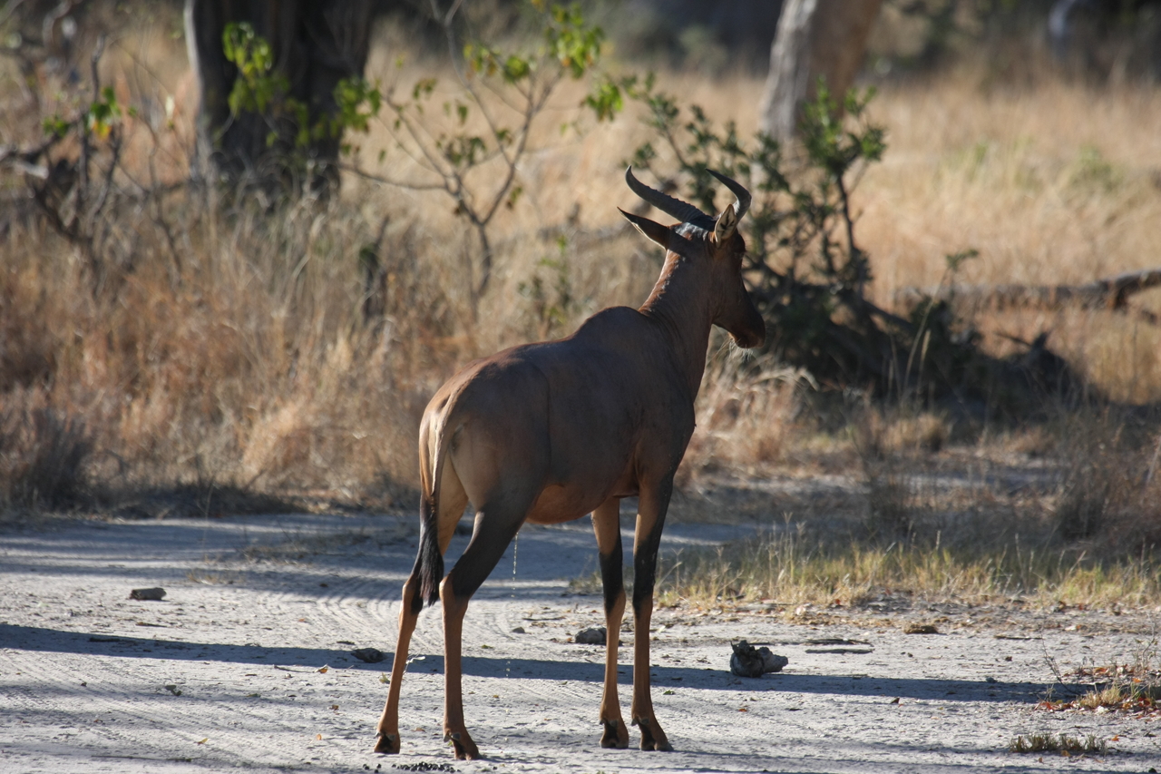[20696] 2016_06_29_02_52_22_Africa_Canon_EOS_40D_IMG__03691.jpg